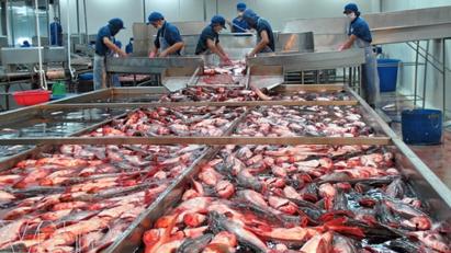 Kim ngạch xuất khẩu thủy sản tăng 14 lần nhờ tích cực mở rộng thị trường Kim ngạch xuất khẩu thủy sản tăng 14 lần nhờ tích cực mở rộng thị trường